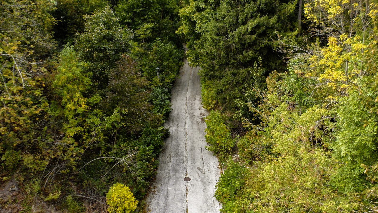 Forest road — Lightroom edit