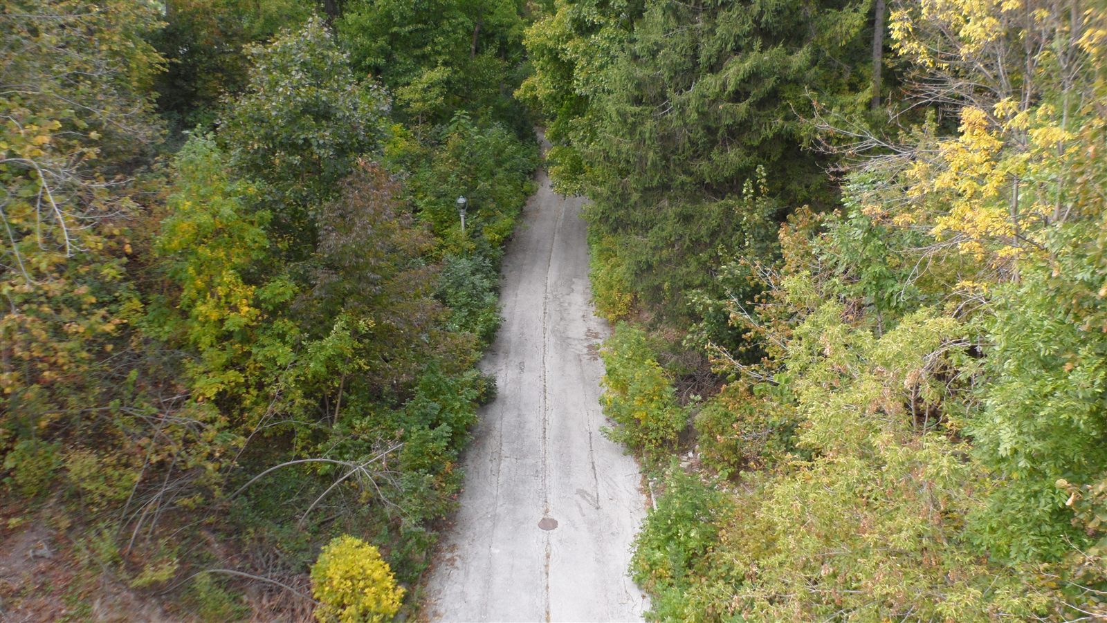 Forest road — original